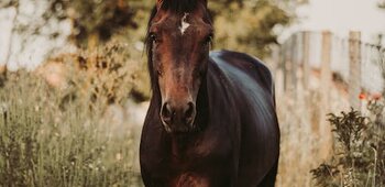 Centre Equestre